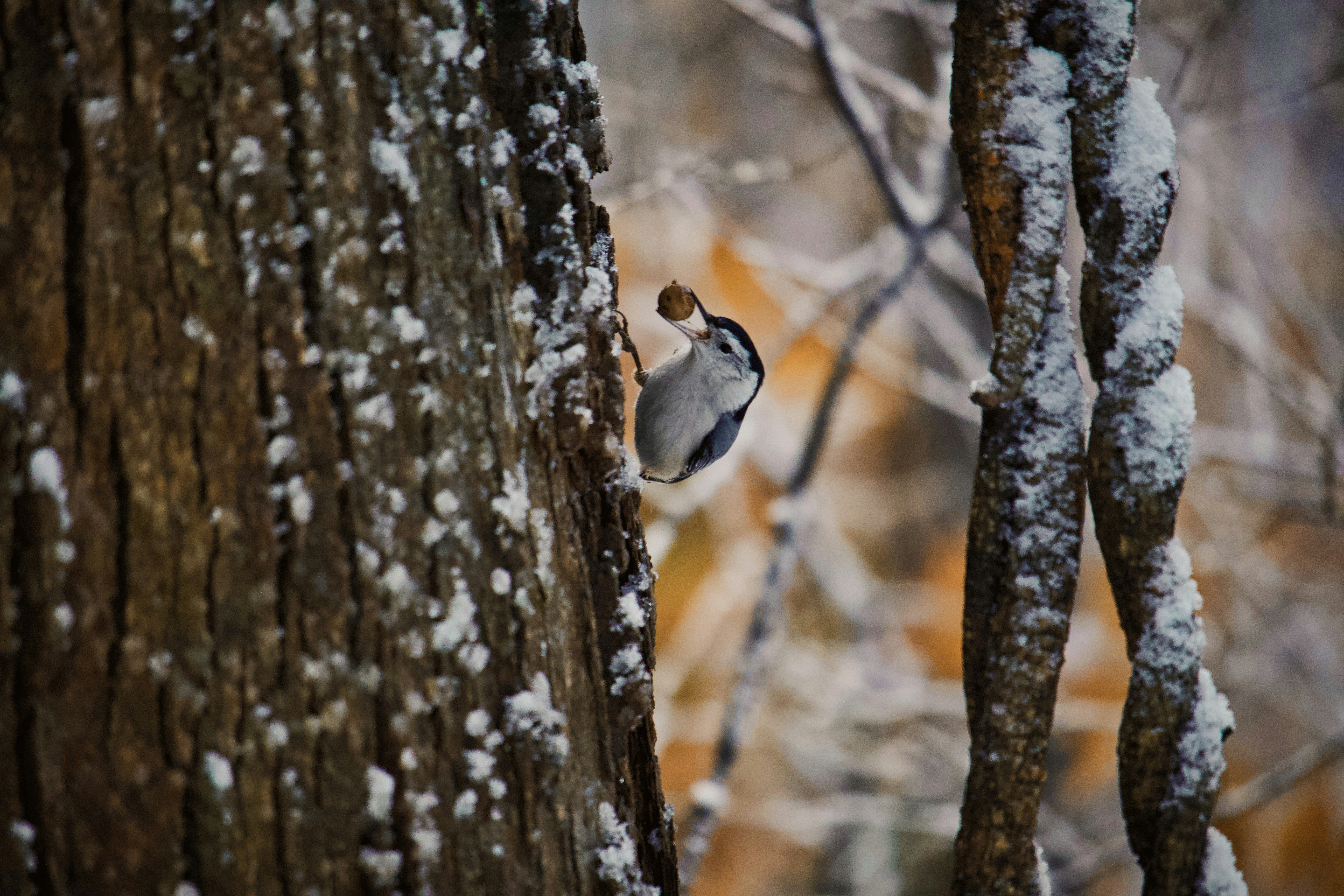 bird on the tree trunk